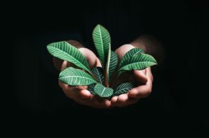 Employee holding plant while working to build a sustainable business