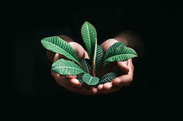 Employee holding plant while working to build a sustainable business